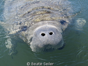 Curious manatee at the Wakulla river by Beate Seiler 